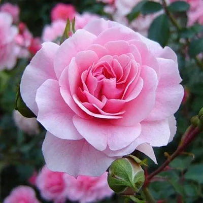 Саженцы роз БОНИКА флорибунда  Саженцы роз БОНИКА флорибунда в Хабаровске