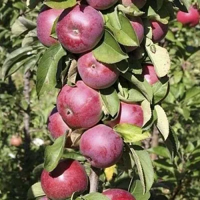 Яблоня ЕСЕНИЯ колонновидная  Яблоня ЕСЕНИЯ колонновидная в Хабаровске