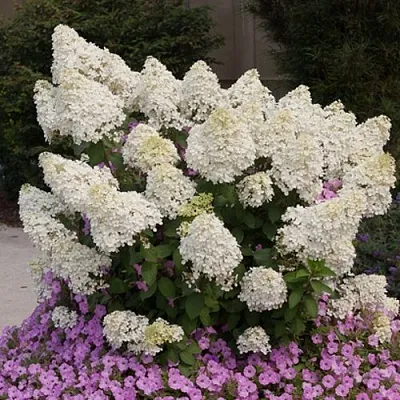 Гортензия БОБО метельчатая  Гортензия БОБО метельчатая в Хабаровске