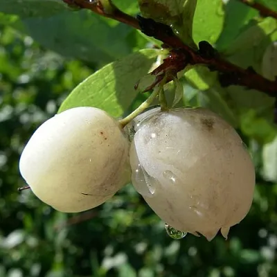 Голубика СНЕГУРОЧКА в Хабаровске