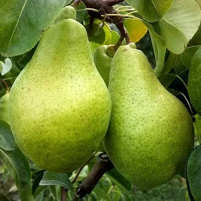 Груша НОЯБРЬСКАЯ ЗИМНЯЯ в Хабаровске