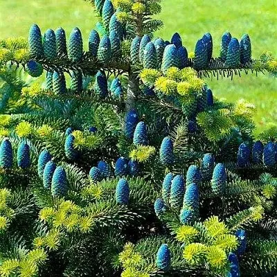 Пихта корейская   Пихта корейская  в Хабаровске