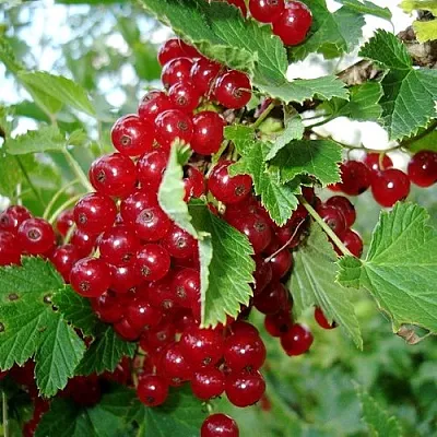 Смородина красная ГОЛЛАНДСКАЯ КРАСНАЯ  Смородина красная ГОЛЛАНДСКАЯ КРАСНАЯ в Хабаровске