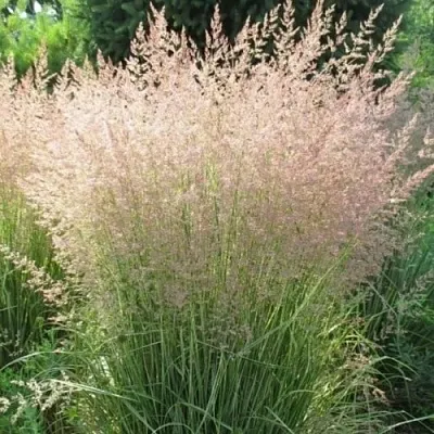 Вейник ОВЕРДАМ остроцветковый в Хабаровске