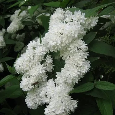 Дейция КАНДИДИССИМА шершавая в Хабаровске