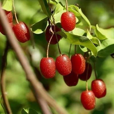 саженцы гуми саженцы гуми