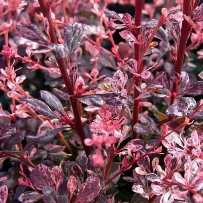 Барбарис АРЛЕКИН тунберга  Барбарис АРЛЕКИН тунберга в Хабаровске