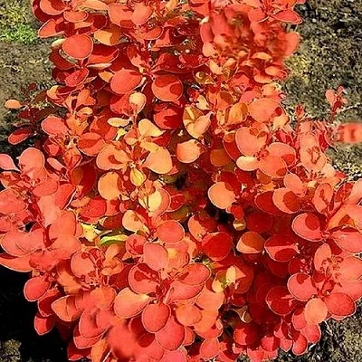 Барбарис ОРАНЖ ФАЙЕР тунберга  Барбарис ОРАНЖ ФАЙЕР тунберга в Хабаровске