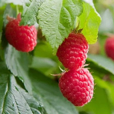 Малина МАРАВИЛЛА  Малина МАРАВИЛЛА в Хабаровске