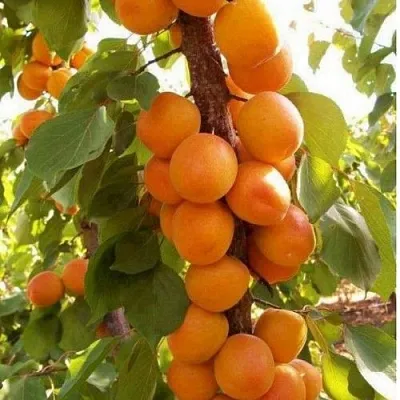 Абрикос ПРИНЦ МАРТ колонновидный в Хабаровске