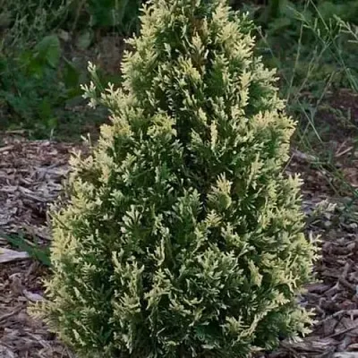 Туя БРАБАНТ ВАРИЕГАТТА западная в Хабаровске