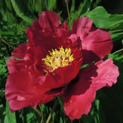 Пион КРАСНЫЙ ЛОТОС древовидный в Хабаровске