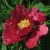 Пион КРАСНЫЙ ЛОТОС древовидный — описание сорта Пион КРАСНЫЙ ЛОТОС древовидный в Хабаровске