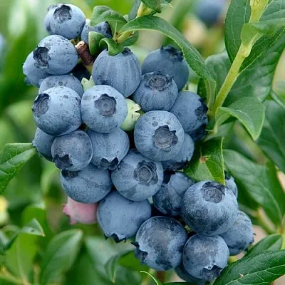 Голубика ХАРДИБЛЮ в Хабаровске