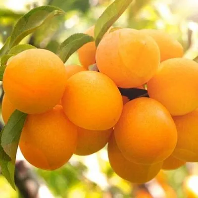 Слива МАРА  Слива МАРА в Хабаровске