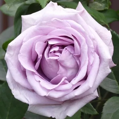 Саженцы роз ИНДИГОЛЕТТА плетистая  Саженцы роз ИНДИГОЛЕТТА плетистая в Хабаровске