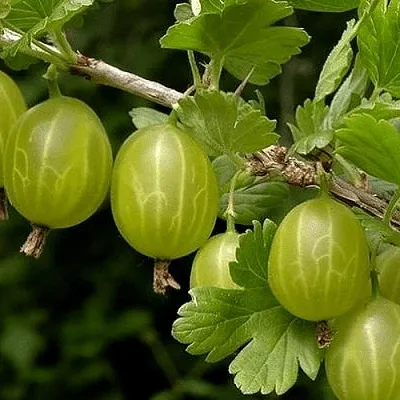 Крыжовник УРАЛЬСКИЙ БЕСШИПНЫЙ  Крыжовник УРАЛЬСКИЙ БЕСШИПНЫЙ в Хабаровске