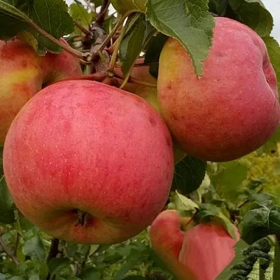 Яблоня БОЛОТОВСКОЕ  Яблоня БОЛОТОВСКОЕ в Хабаровске