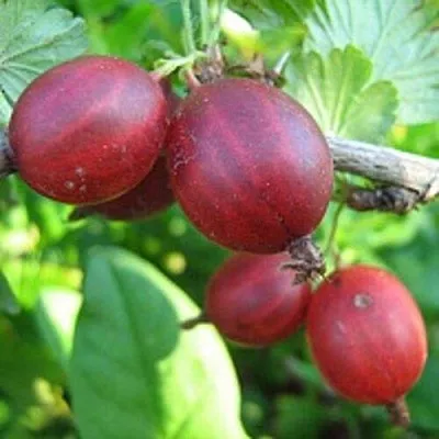 Крыжовник ЩЕДРЫЙ  Крыжовник ЩЕДРЫЙ в Хабаровске