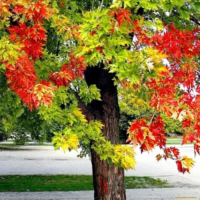 Клен  Клен в Хабаровске