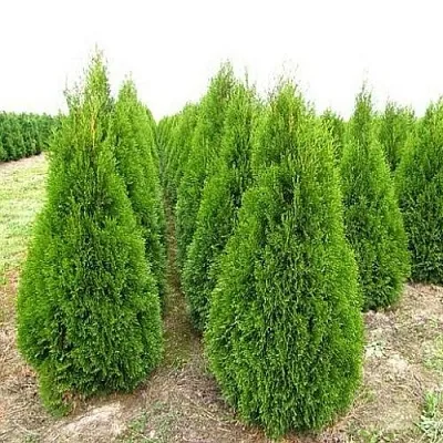 Туя СМАРАГД западная в Хабаровске