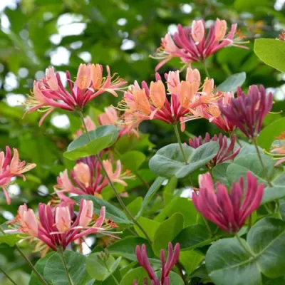 Жимолость ГЕКРОТА в Хабаровске