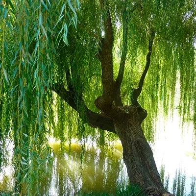 Ива  Ива в Хабаровске