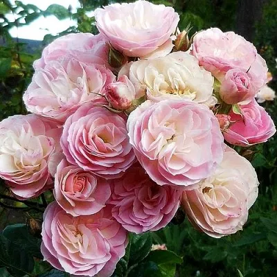 Саженцы роз БУКЕТ ПАРФЕ мускусная  Саженцы роз БУКЕТ ПАРФЕ мускусная в Хабаровске