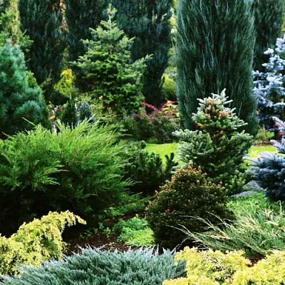Хвойные растения  Хвойные растения в Хабаровске