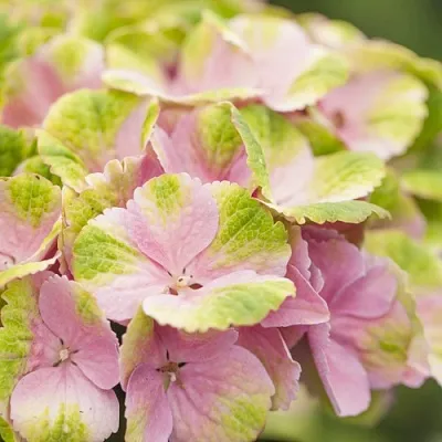 Гортензия МЭДЖИКАЛ КРИСТАЛЛ крупнолистная  Гортензия МЭДЖИКАЛ КРИСТАЛЛ крупнолистная в Хабаровске