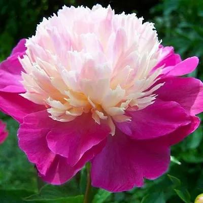 Пион ГЕЙ ПАРИ травянистый  Пион ГЕЙ ПАРИ травянистый в Хабаровске