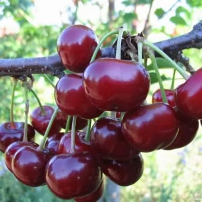 Вишня НОРД СТАР в Хабаровске