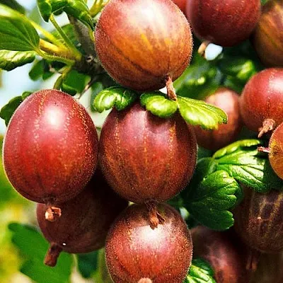 Крыжовник ШЕРШНЕВСКИЙ  Крыжовник ШЕРШНЕВСКИЙ в Хабаровске