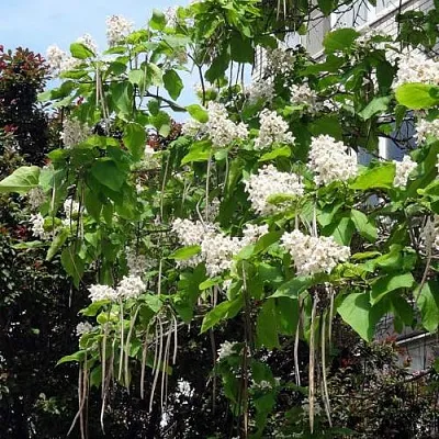 Катальпа  Катальпа в Хабаровске