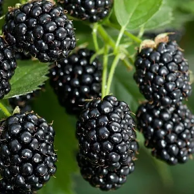 Ежевика ЧЕРНАЯ МАГИЯ ремонтантная в Хабаровске