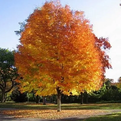 Клен серебристый  Клен серебристый в Хабаровске