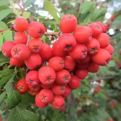 Рябина НЕВЕЖИНСКАЯ сладкоплодная — описание сорта Рябина НЕВЕЖИНСКАЯ сладкоплодная в Хабаровске