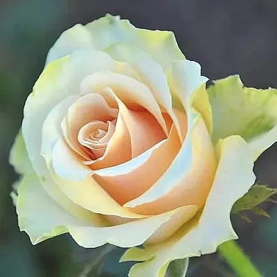 Саженцы роз ТАЛЕЯ чайно-гибридная  Саженцы роз ТАЛЕЯ чайно-гибридная в Хабаровске