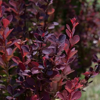 Барбарис ХЕЛМОНД ПИЛЛАР тунберга  Барбарис ХЕЛМОНД ПИЛЛАР тунберга в Хабаровске