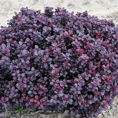 Барбарис КОНКОРД тунберга  Барбарис КОНКОРД тунберга в Хабаровске