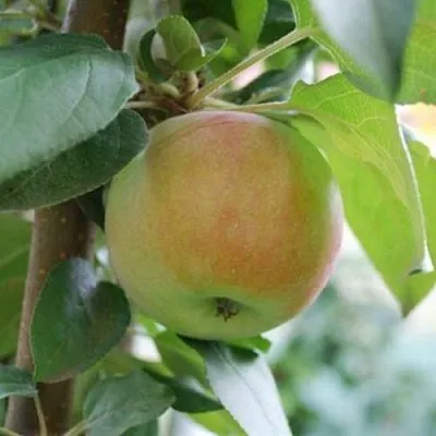 Яблоня ПОДСНЕЖНИК стелющаяся  Яблоня ПОДСНЕЖНИК стелющаяся в Хабаровске