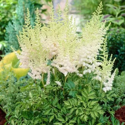 Астильба МИЛК ЭНД ХАНИ китайская в Хабаровске