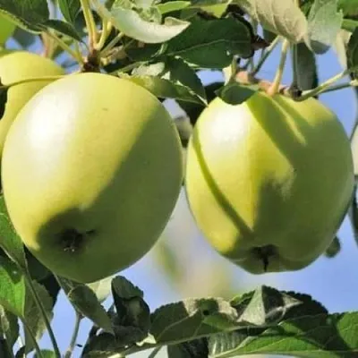 Яблоня САХАРНАЯ  Яблоня САХАРНАЯ в Хабаровске