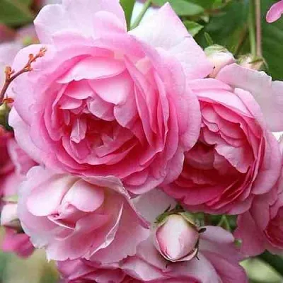 Саженцы роз ЖАСМИНА плетистая  Саженцы роз ЖАСМИНА плетистая в Хабаровске