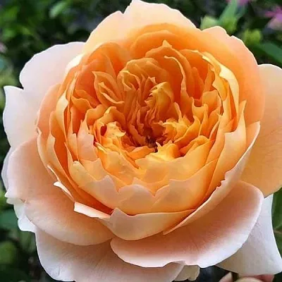 Саженцы роз ЭФФИ чайно-гибридная  Саженцы роз ЭФФИ чайно-гибридная в Хабаровске