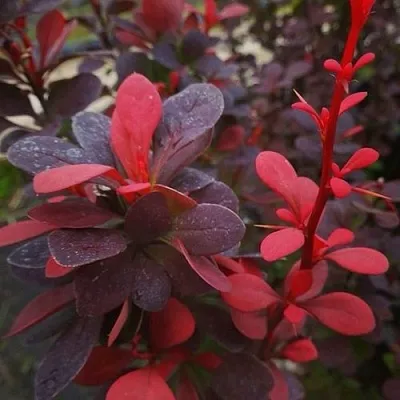 Барбарис РЕД ПИЛЛАР тунберга  Барбарис РЕД ПИЛЛАР тунберга в Хабаровске