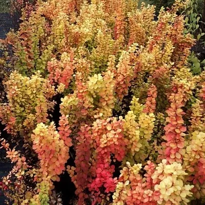 Барбарис САММЕР САНСЕТ тунберга  Барбарис САММЕР САНСЕТ тунберга в Хабаровске