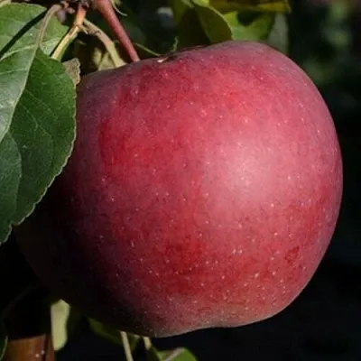 Яблоня БЕЛОРУССКОЕ СЛАДКОЕ  Яблоня БЕЛОРУССКОЕ СЛАДКОЕ в Хабаровске