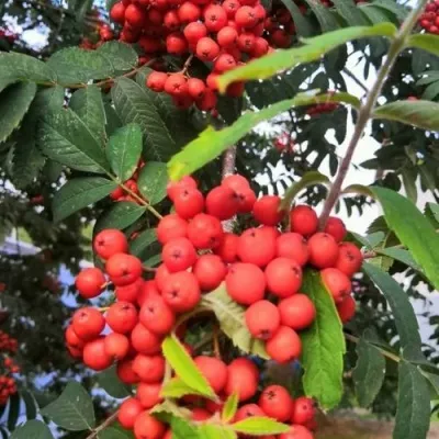 Рябина НЕВЕЖИНСКАЯ сладкоплодная — описание сорта Рябина НЕВЕЖИНСКАЯ сладкоплодная в Хабаровске