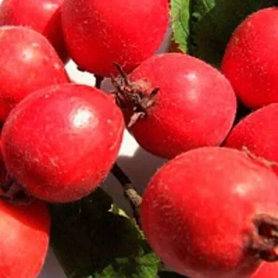 Боярышник КРУПНОПЛОДНЫЙ — описание сорта Боярышник КРУПНОПЛОДНЫЙ в Хабаровске